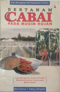 Bertanam cabai pada musim hujan